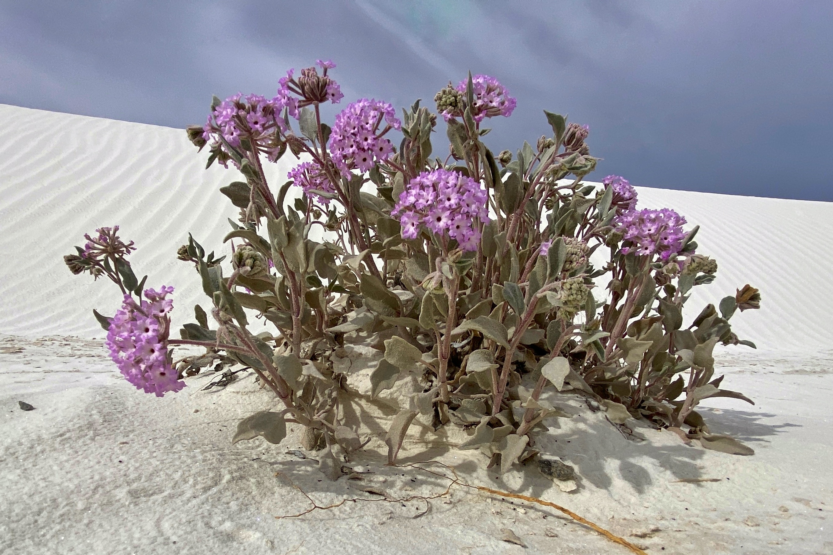 Fleur dans le sable blanc de White Sands